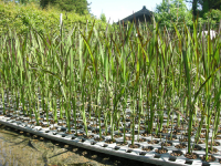 自然栽培紫黒米