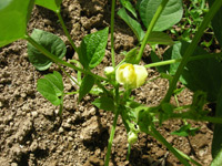 自然栽培大納言小豆