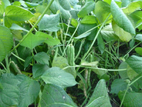 自然栽培大納言小豆