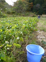 自然栽培大納言小豆