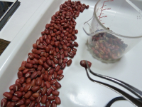 自然栽培大納言小豆