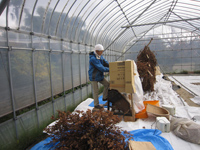 自然栽培黒荏胡麻