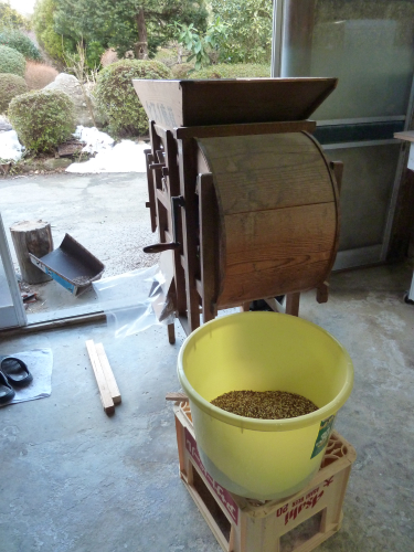 自然栽培はとむぎ