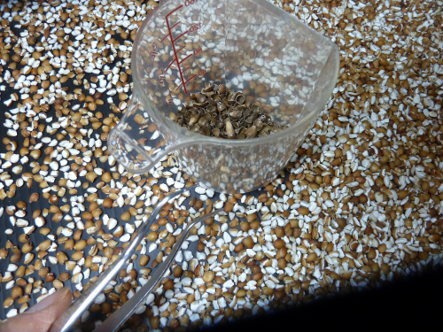 自然栽培はとむぎ