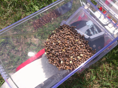 自然栽培はとむぎ