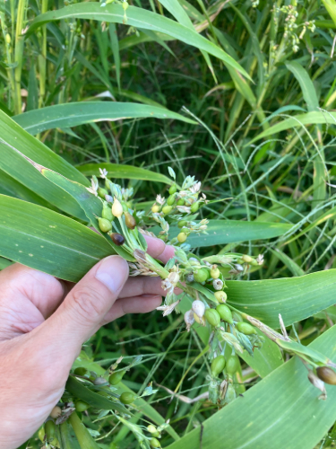 自然栽培はとむぎ