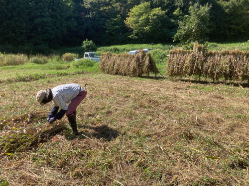 自然栽培はとむぎ