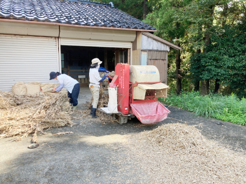 自然栽培はとむぎ