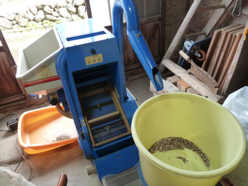 自然栽培はとむぎ