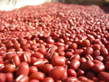 自然栽培大納言小豆