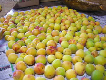 自然栽培完熟梅