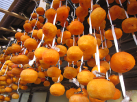 自然栽培大納言小豆