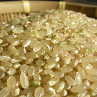 籾摺り後、玄米